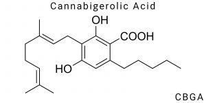 Cannabigerolic Acid (CBGA)