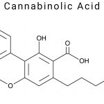 Cannabinolic Acid (CBNA)