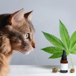 CBD Oil for Cats