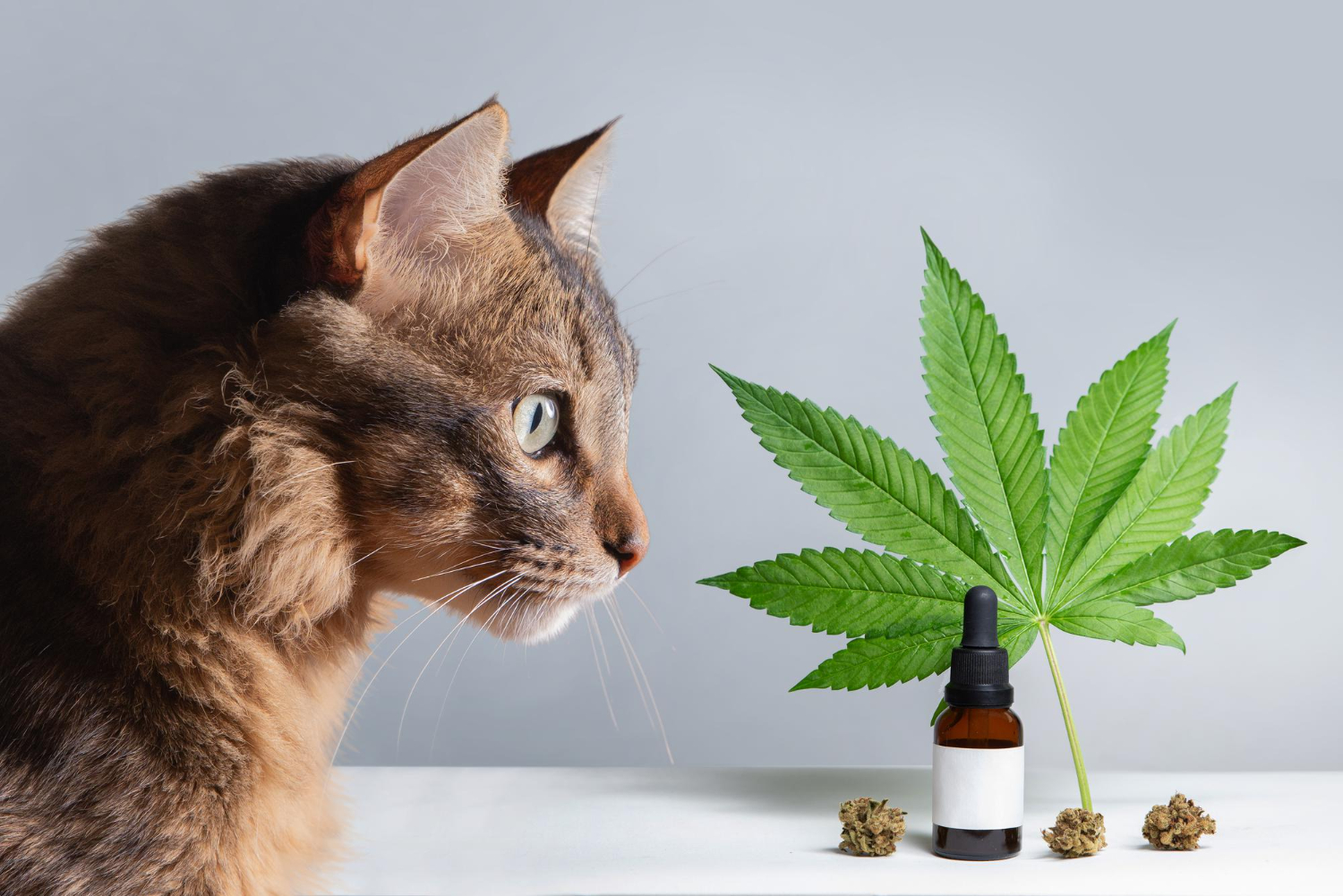 CBD Oil for Cats