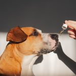 CBD Oil for Dogs