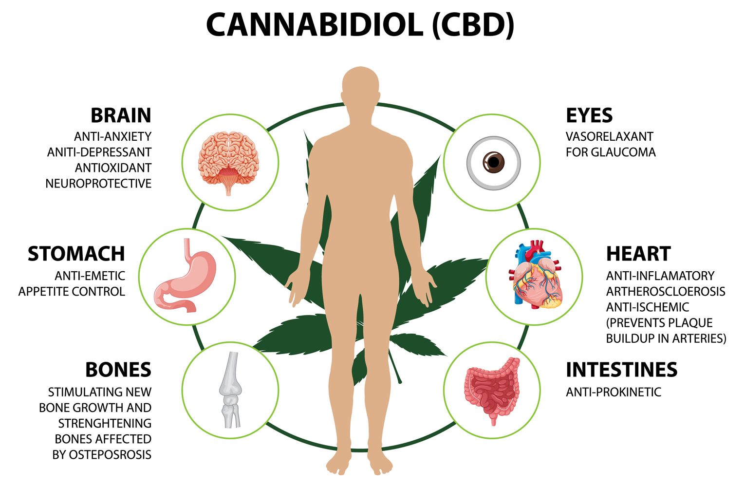 Endocannabinoid System